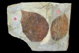 Two Fossil Leaves - Davidia And Celtis - Montana #95463-2